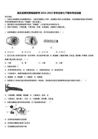 湖北省黄冈黄梅县联考2024-2025学年生物七下期末考试试题含解析