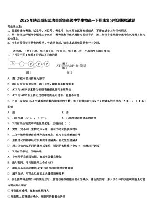 2025年陕西咸阳武功县普集高级中学生物高一下期末复习检测模拟试题含解析