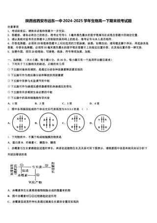 陕西省西安市远东一中2024-2025学年生物高一下期末统考试题含解析