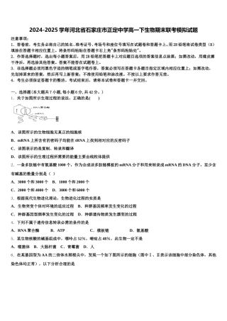 2024-2025学年河北省石家庄市正定中学高一下生物期末联考模拟试题含解析