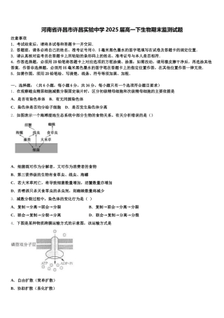 河南省许昌市许昌实验中学2025届高一下生物期末监测试题含解析