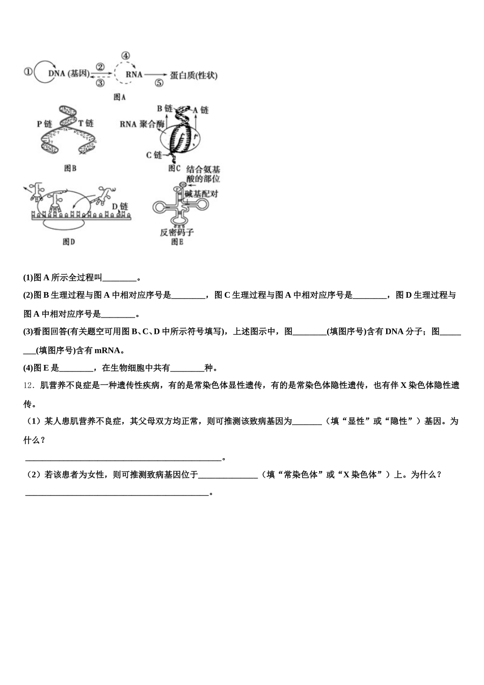 2025年河南省漯河市第五高级中学高一下生物期末质量跟踪监视试题含解析_第3页
