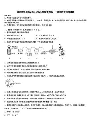 湖北省鄂州市2024-2025学年生物高一下期末联考模拟试题含解析