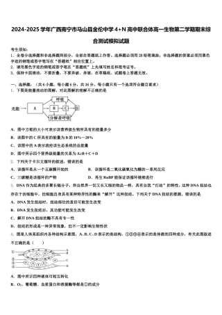 2024-2025学年广西南宁市马山县金伦中学4+N高中联合体高一生物第二学期期末综合测试模拟试题含解析