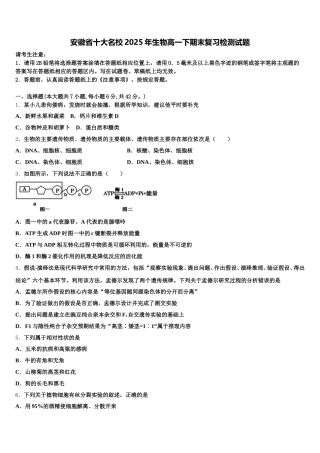 安徽省十大名校2025年生物高一下期末复习检测试题含解析